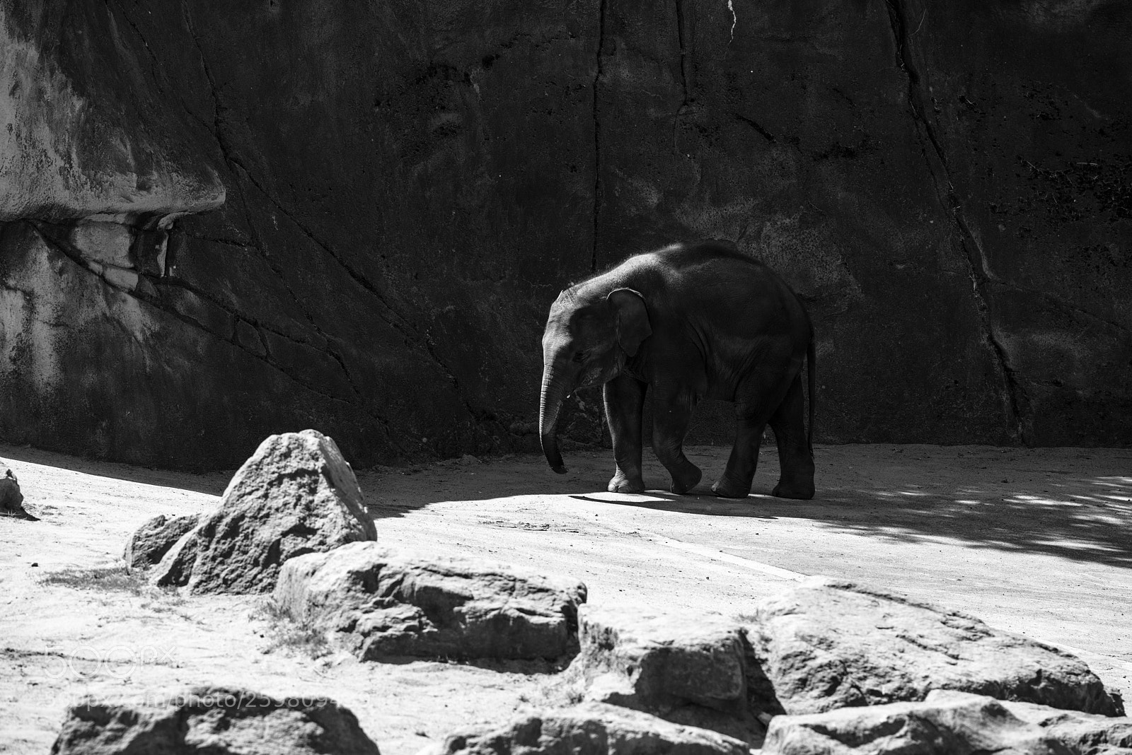 Pentax K-1 sample photo. Elephant photography