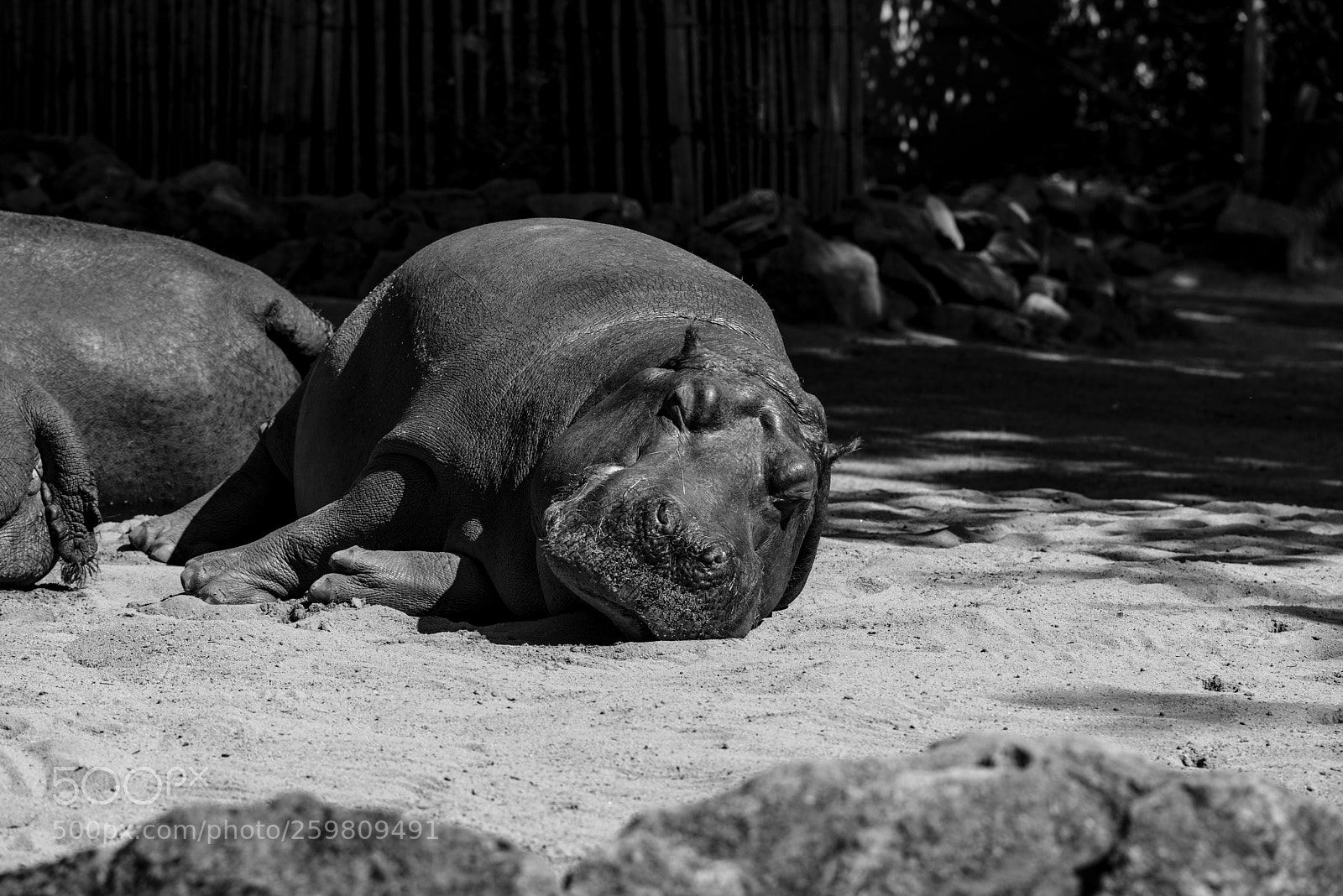 Pentax K-1 sample photo. Hippo photography