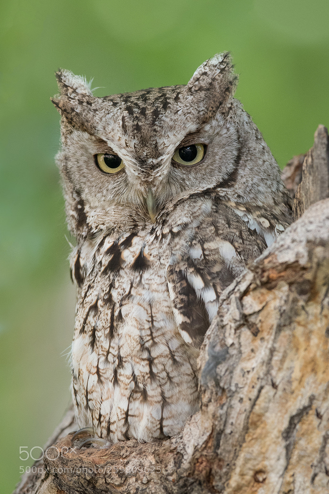Nikon D500 sample photo. Eastern screech owl photography