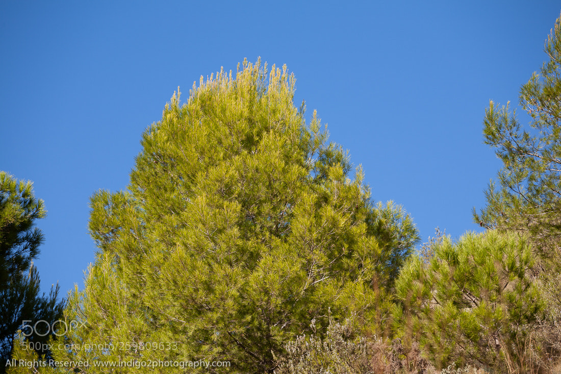 Canon EOS 5D sample photo. Fresh green photography
