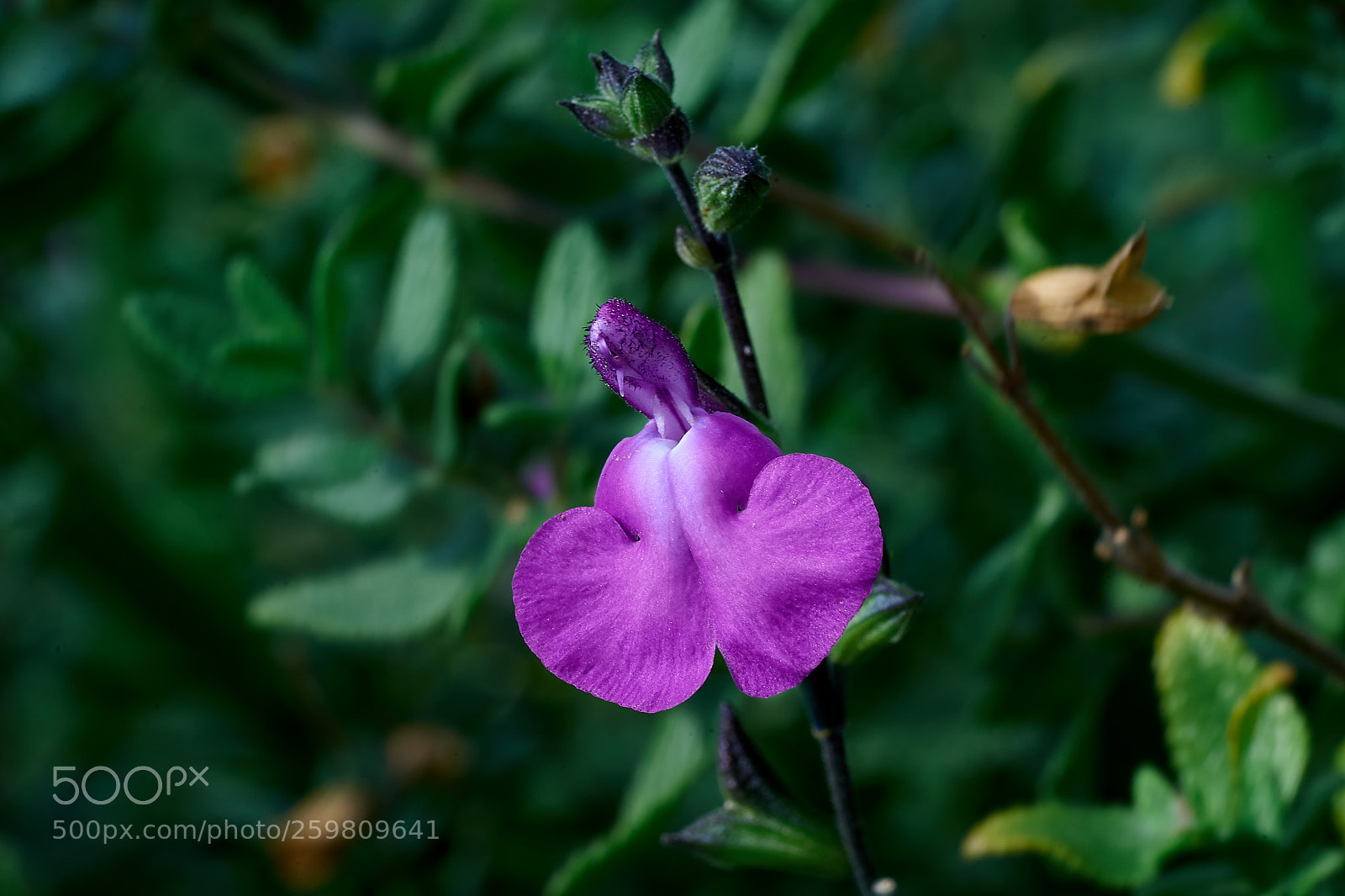 Sony a7 sample photo. Abg_180526_2 photography