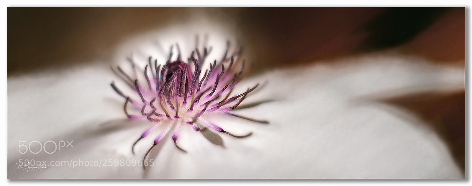 Fujifilm X-H1 sample photo. Full bloom .... photography