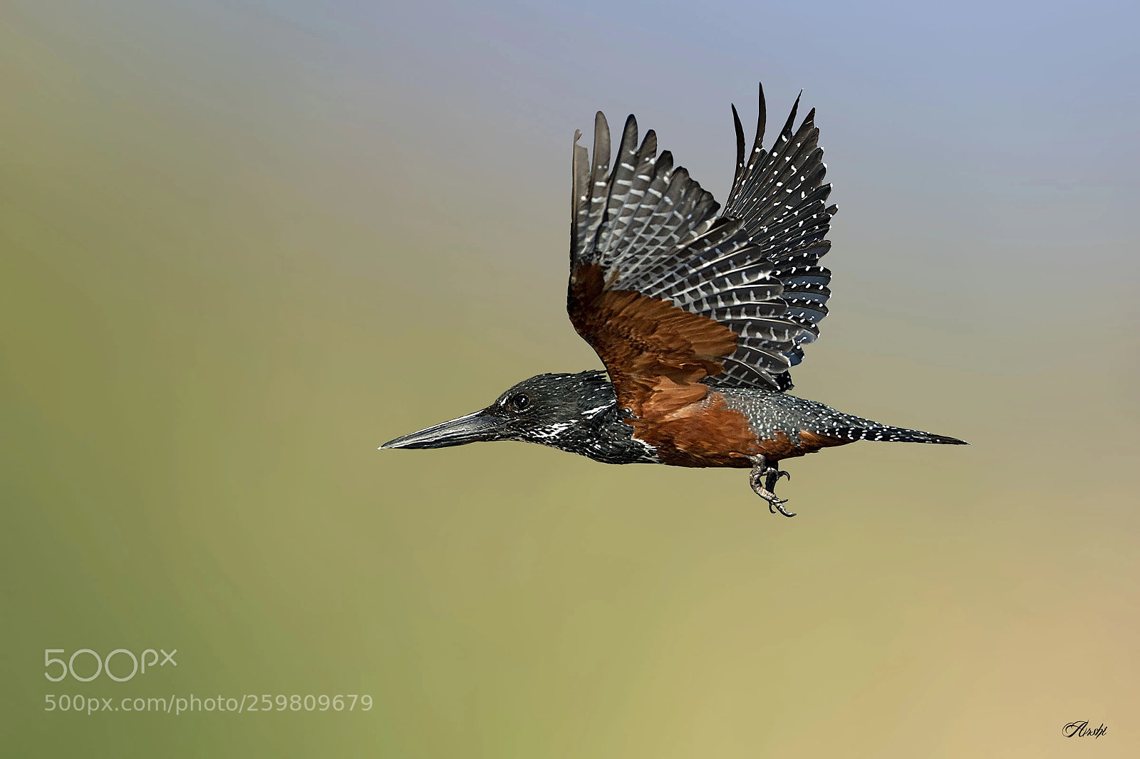 Nikon D5 sample photo. Giant kingfisher...... photography