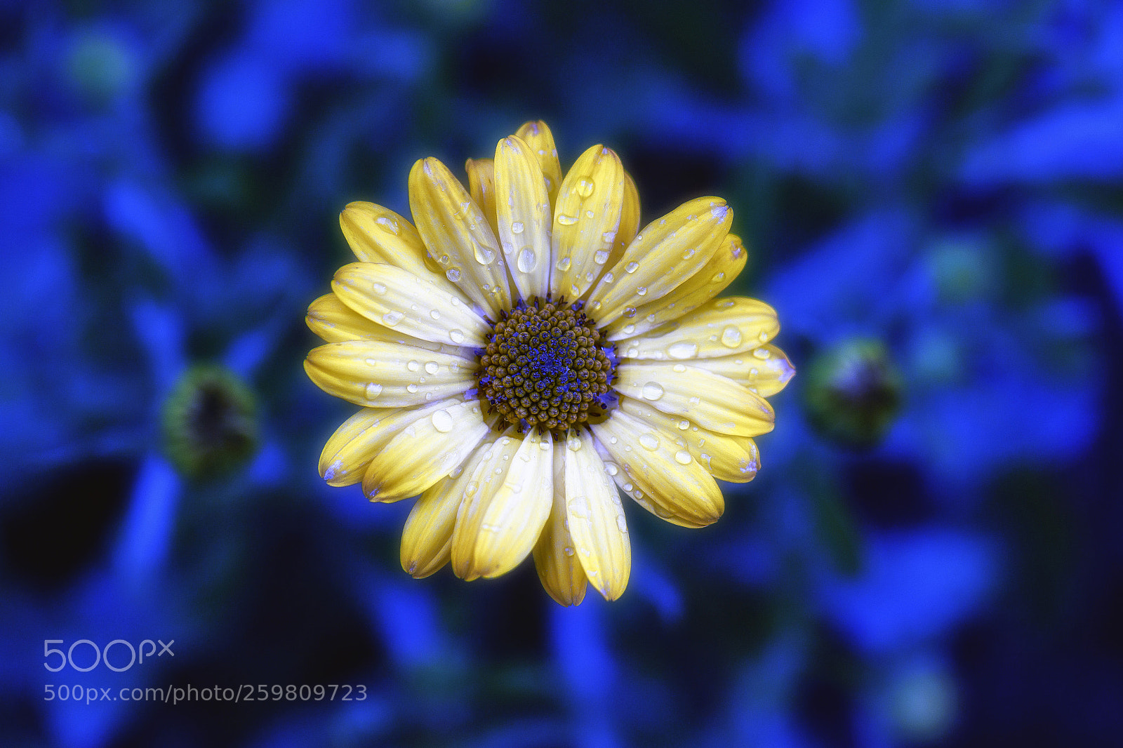 Canon EOS 7D Mark II sample photo. Electric blue photography