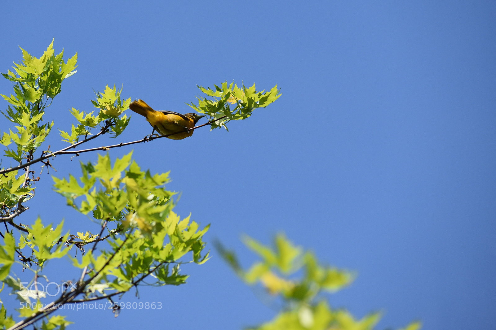 Nikon D3400 sample photo. Baltimore oriole
- male photography