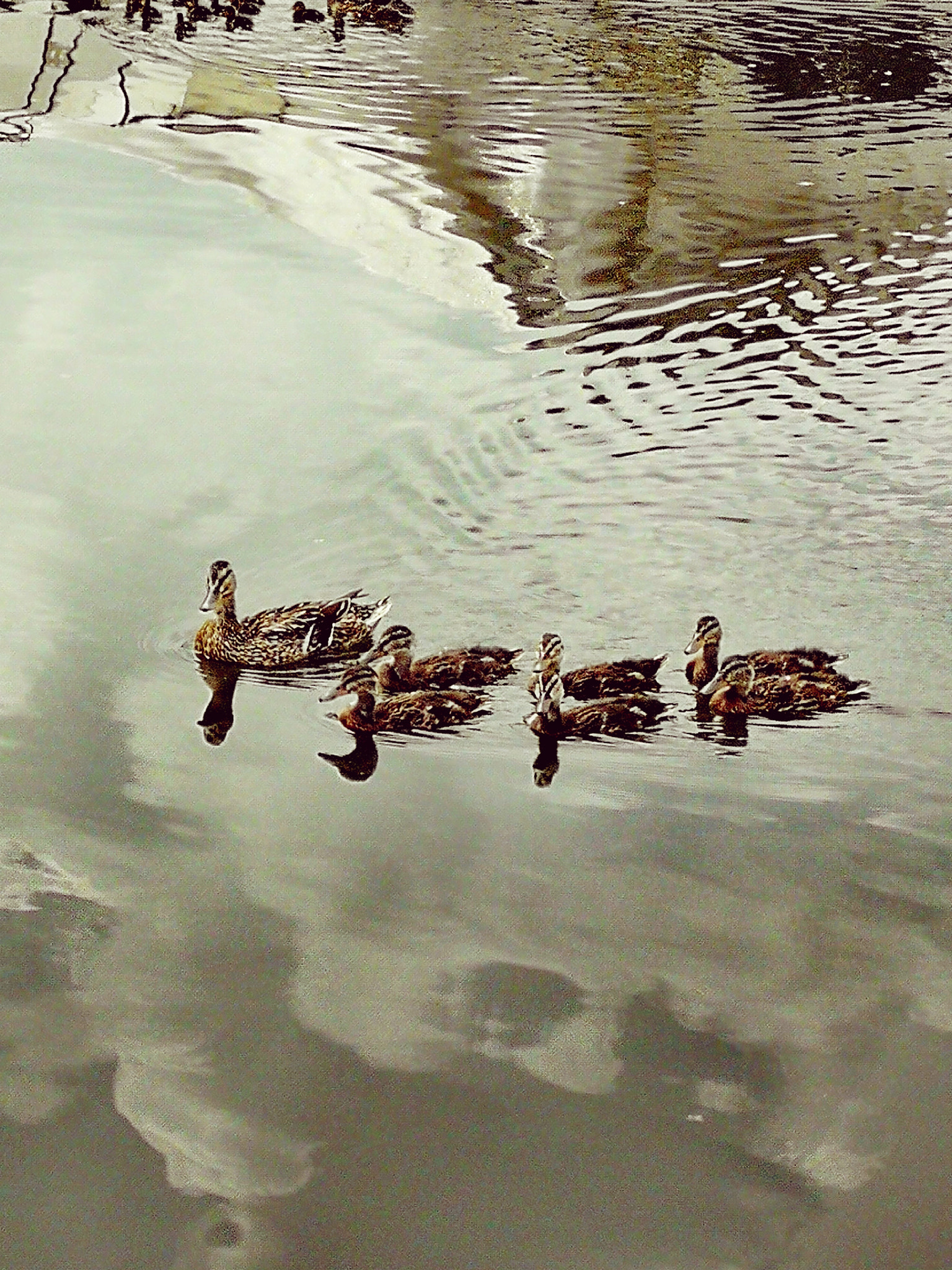 HUAWEI Honor 9 sample photo. Family of ducks photography