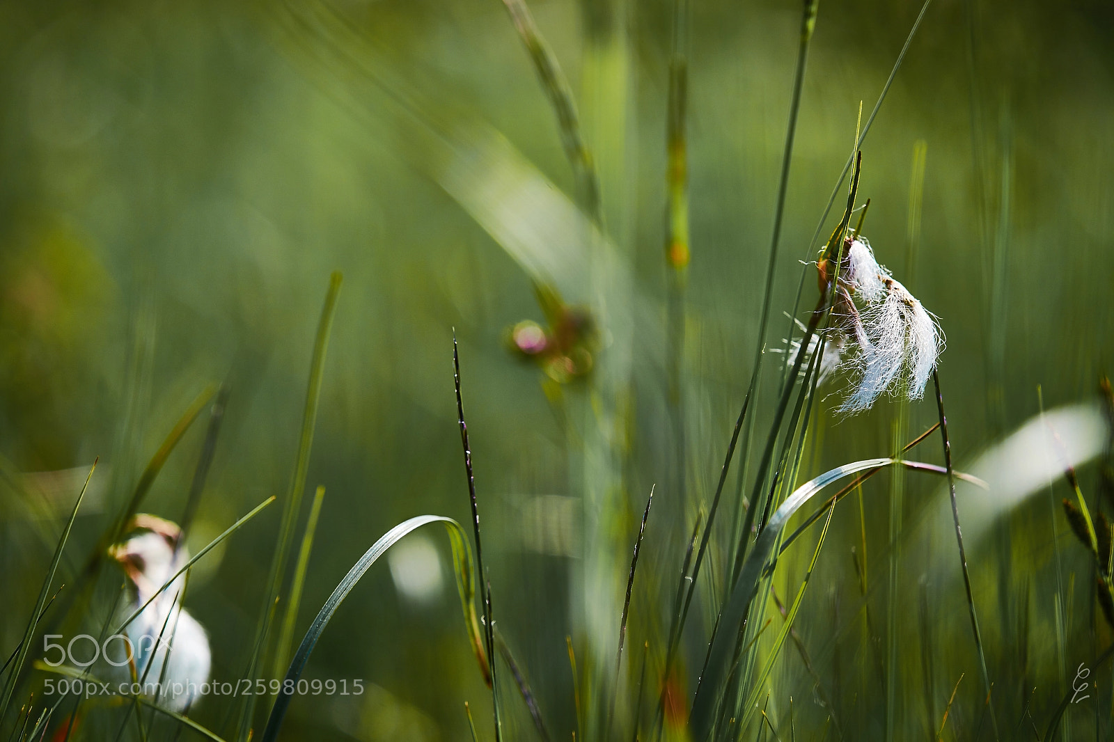 Sony a99 II sample photo. Cottongrass photography
