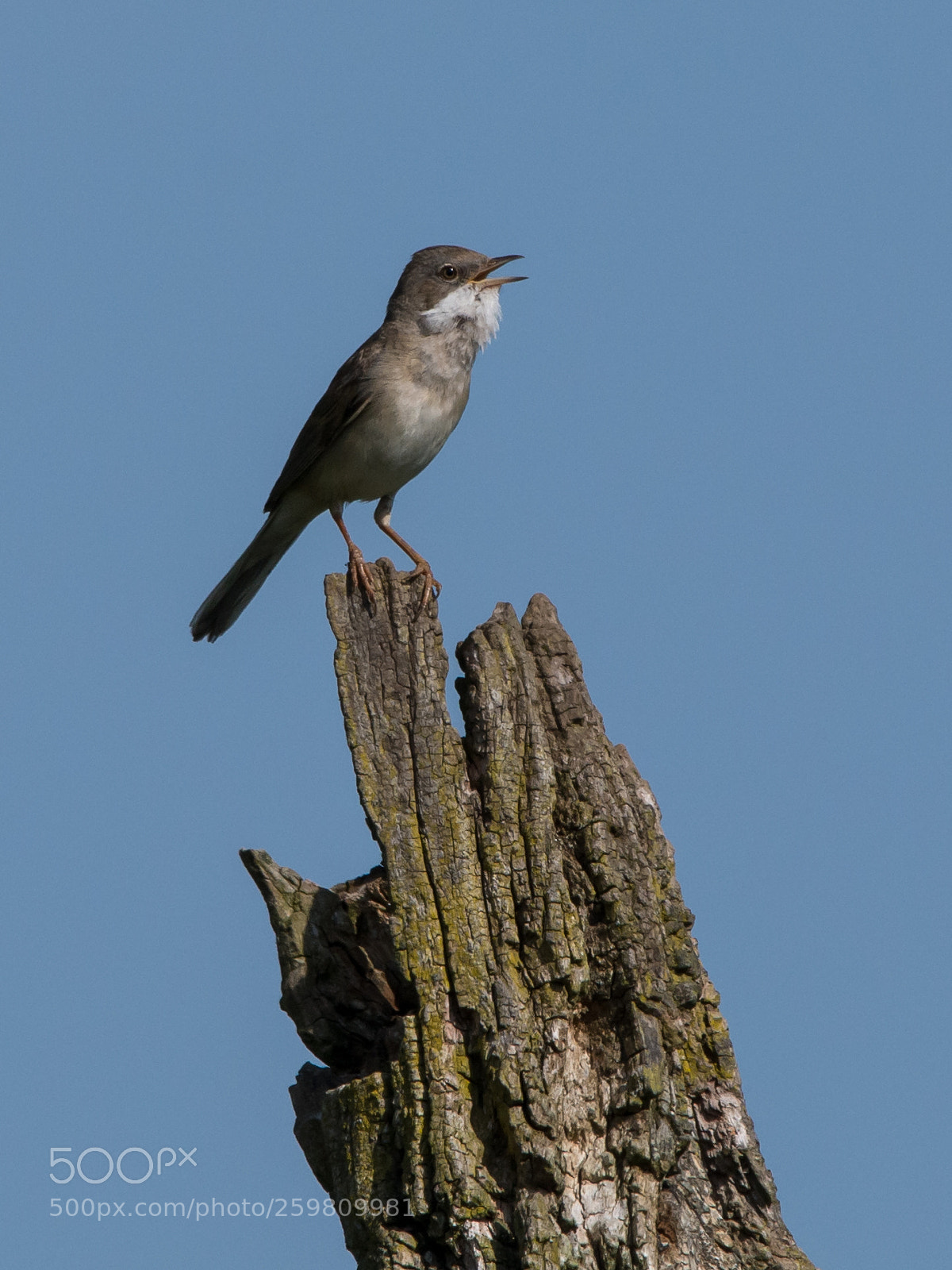 Nikon D7100 sample photo. What bird is that ? photography