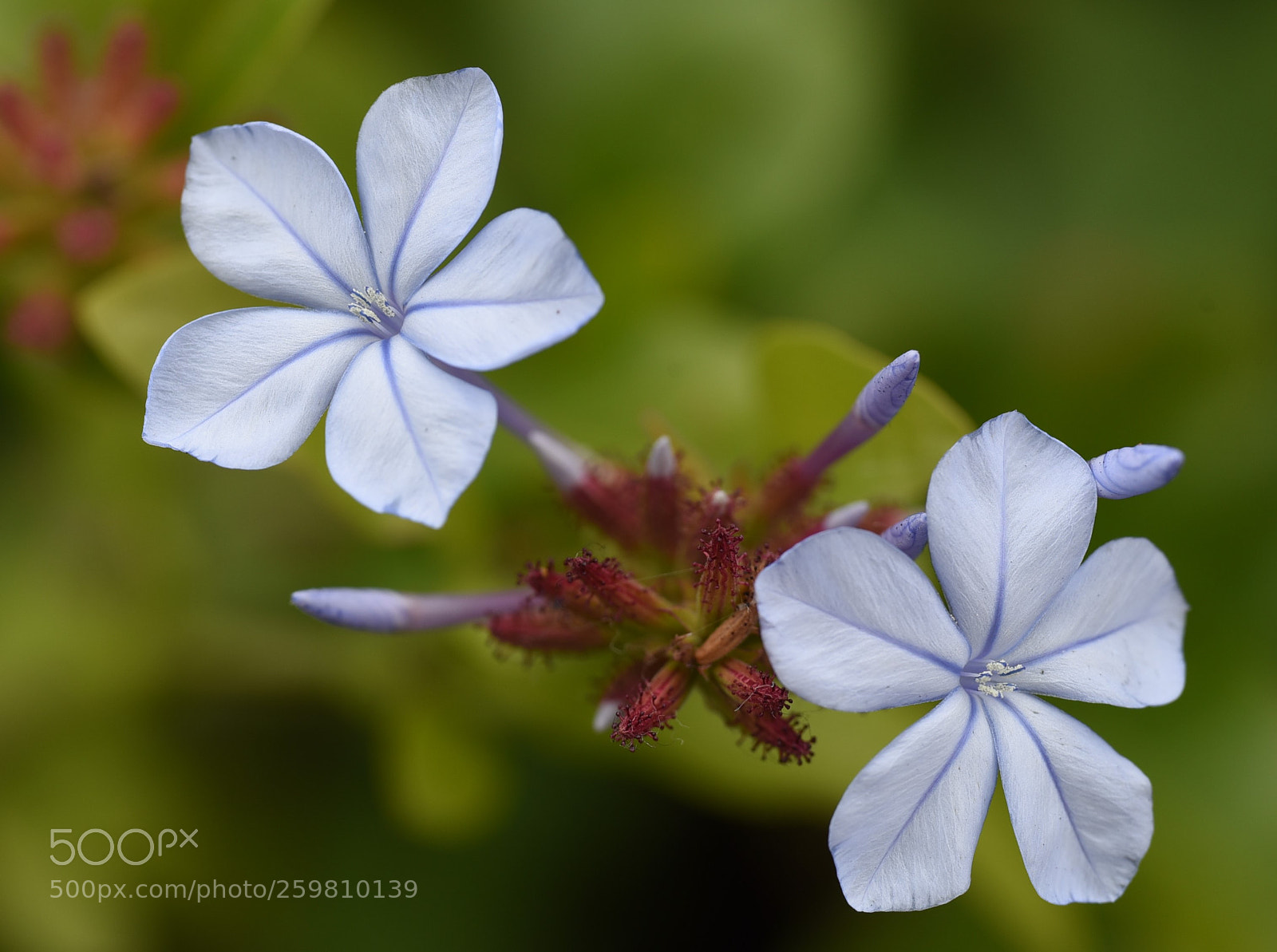 Nikon D750 sample photo. Light purple color flower photography