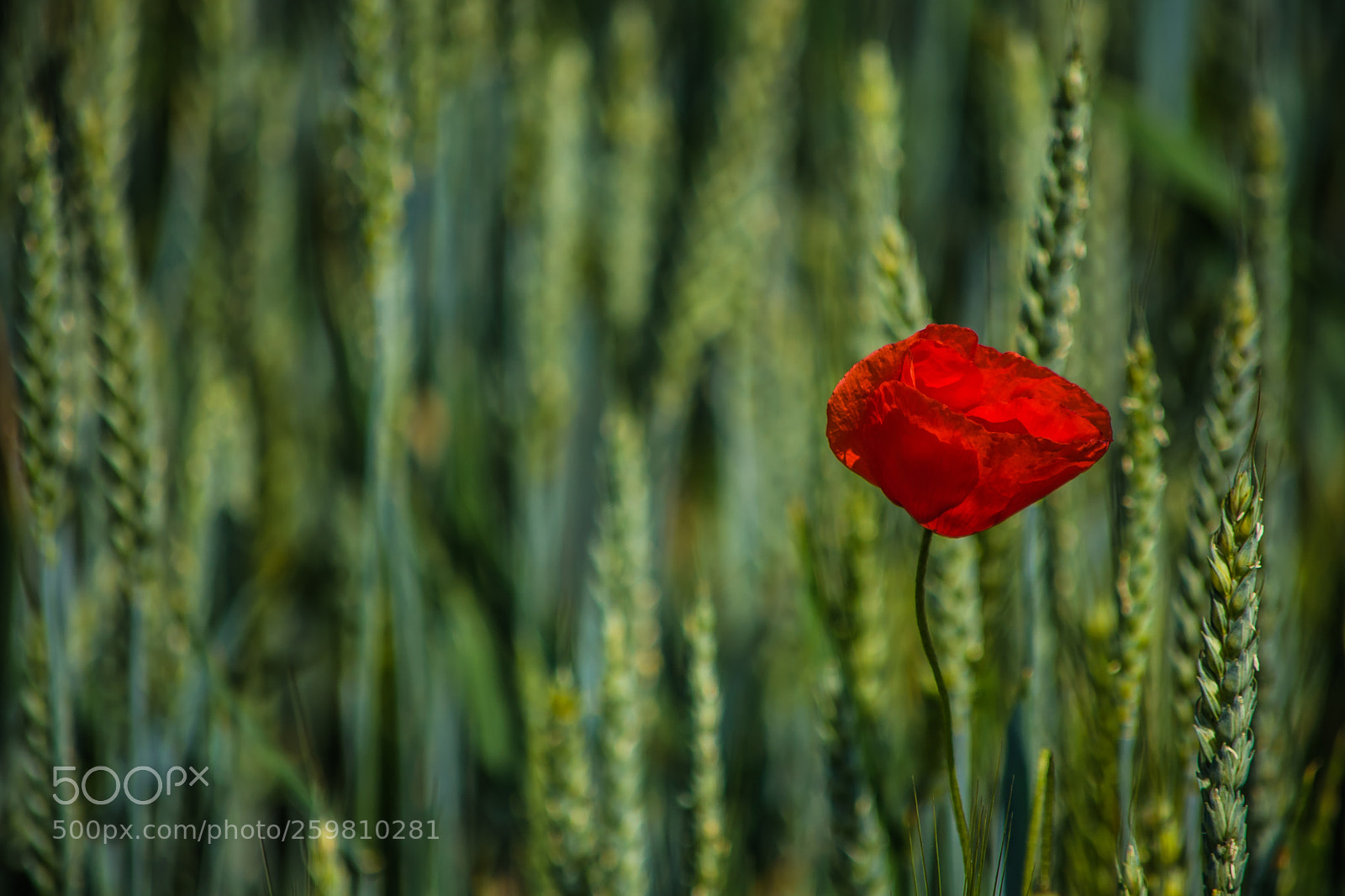 Nikon D750 sample photo. Poppy-time... photography