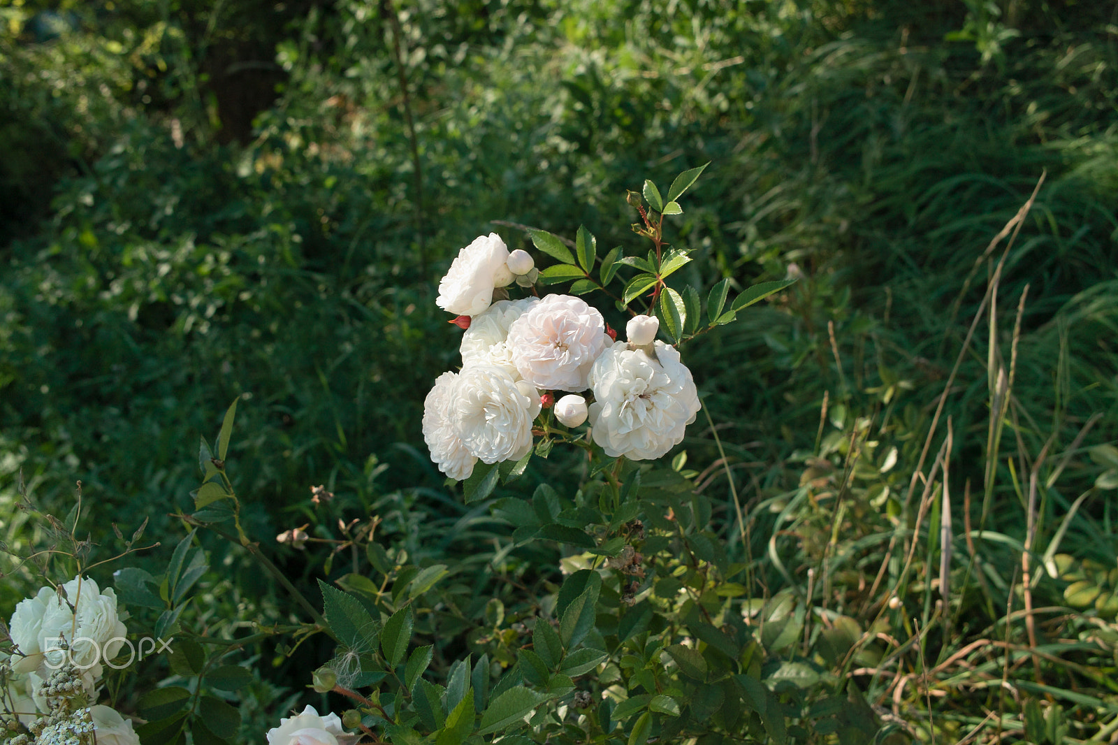 Sigma DP2 sample photo. * * * photography