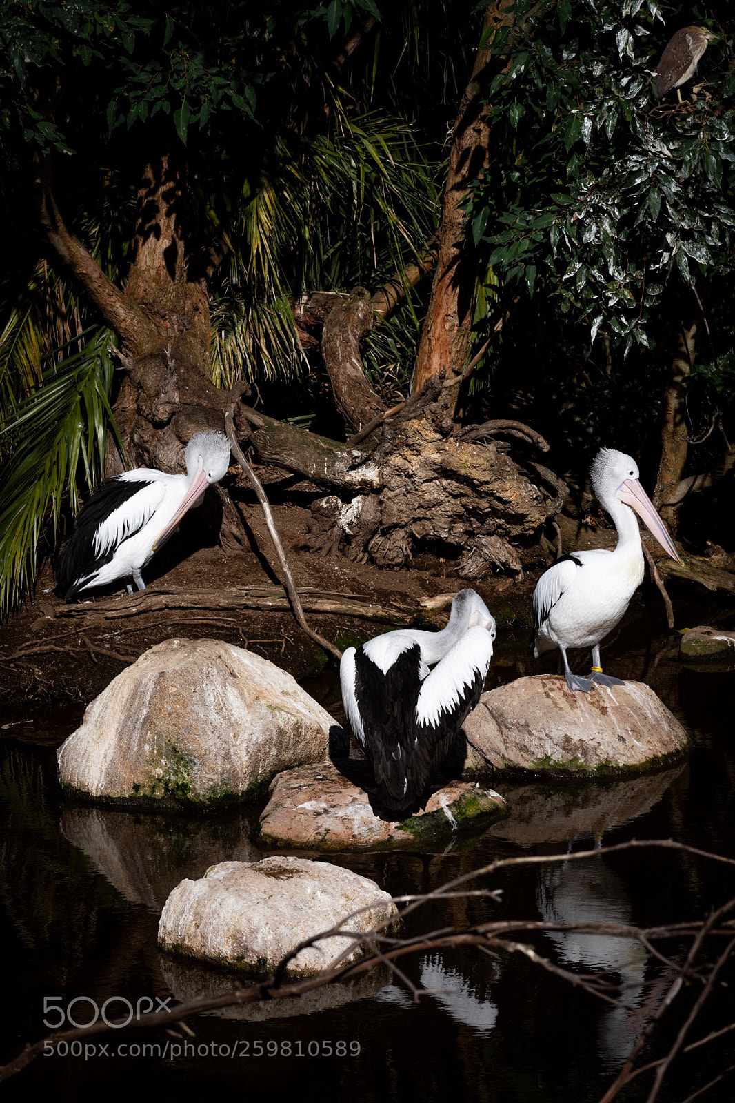 Nikon D7200 sample photo. Pelicans photography