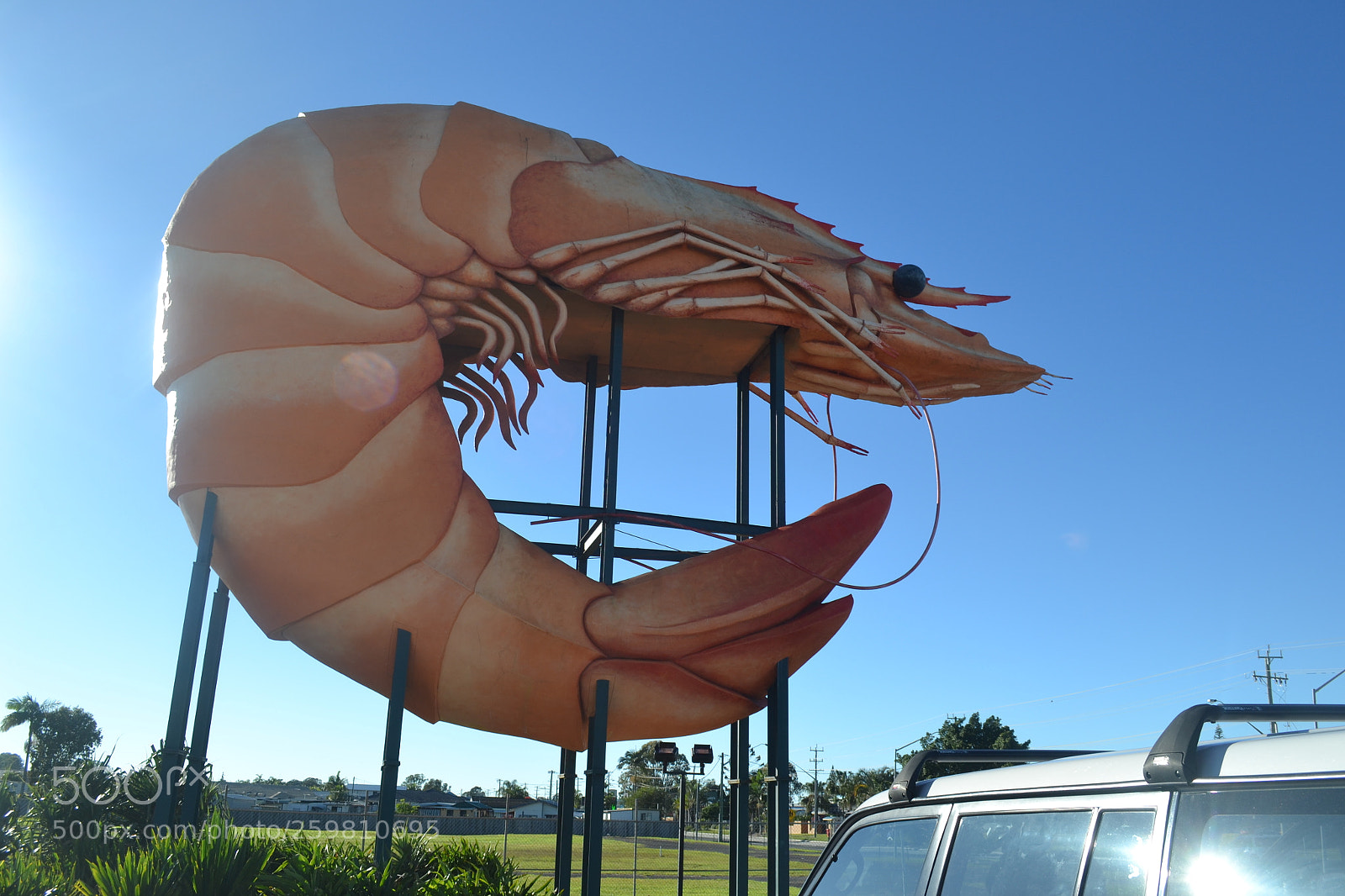 Nikon D3100 sample photo. Big prawn photography
