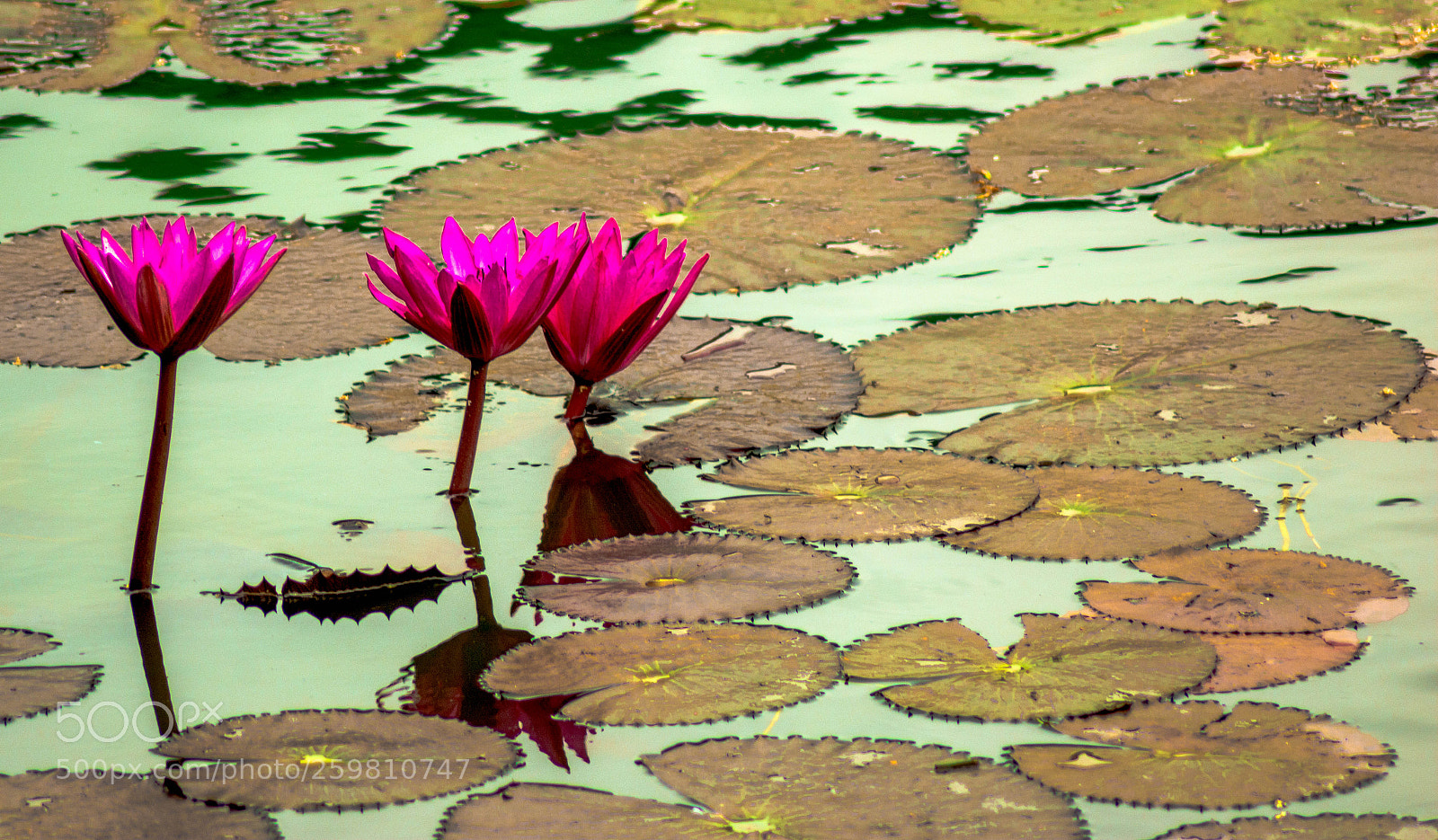 Nikon D7100 sample photo. Lotus photography
