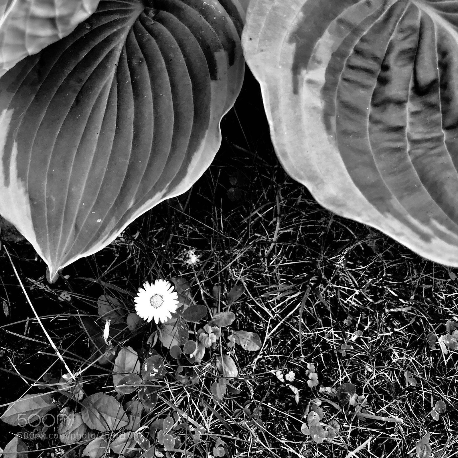 Apple iPhone X sample photo. Surviving photography