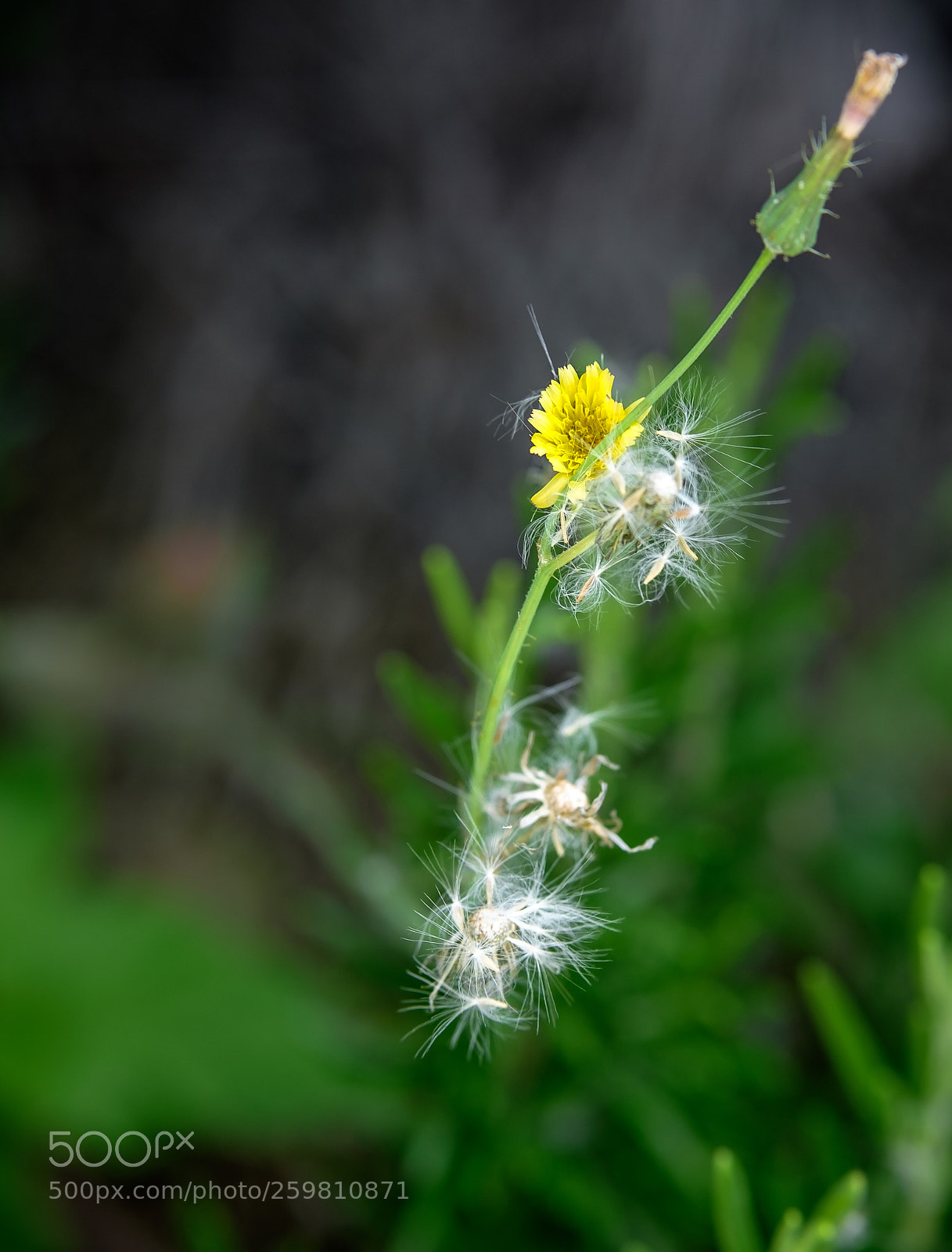 Fujifilm X-T10 sample photo. Flowers #2 photography