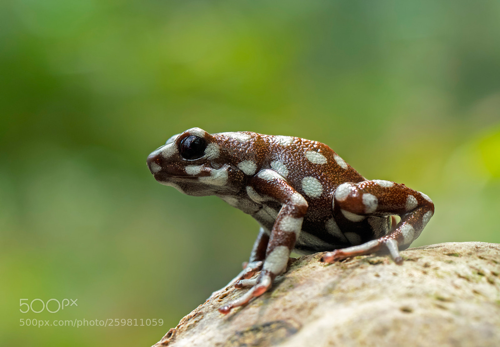 Olympus OM-D E-M1 sample photo. Marañón poison frog photography