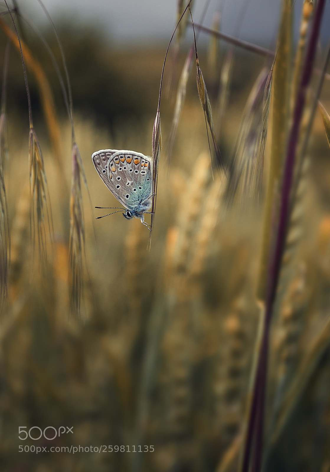 Canon EOS 6D sample photo. Butterfly photography
