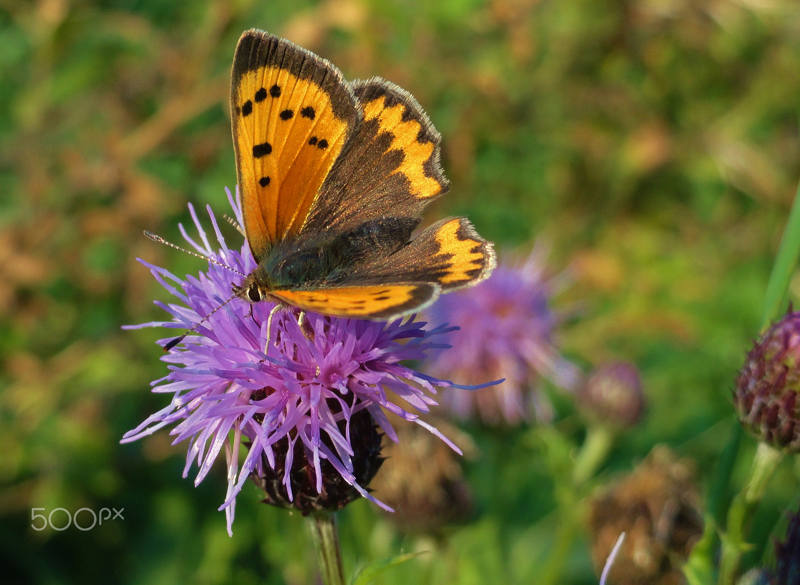 Sony Cyber-shot DSC-H55 sample photo. Every butterfly is a beauty, isn't it? photography