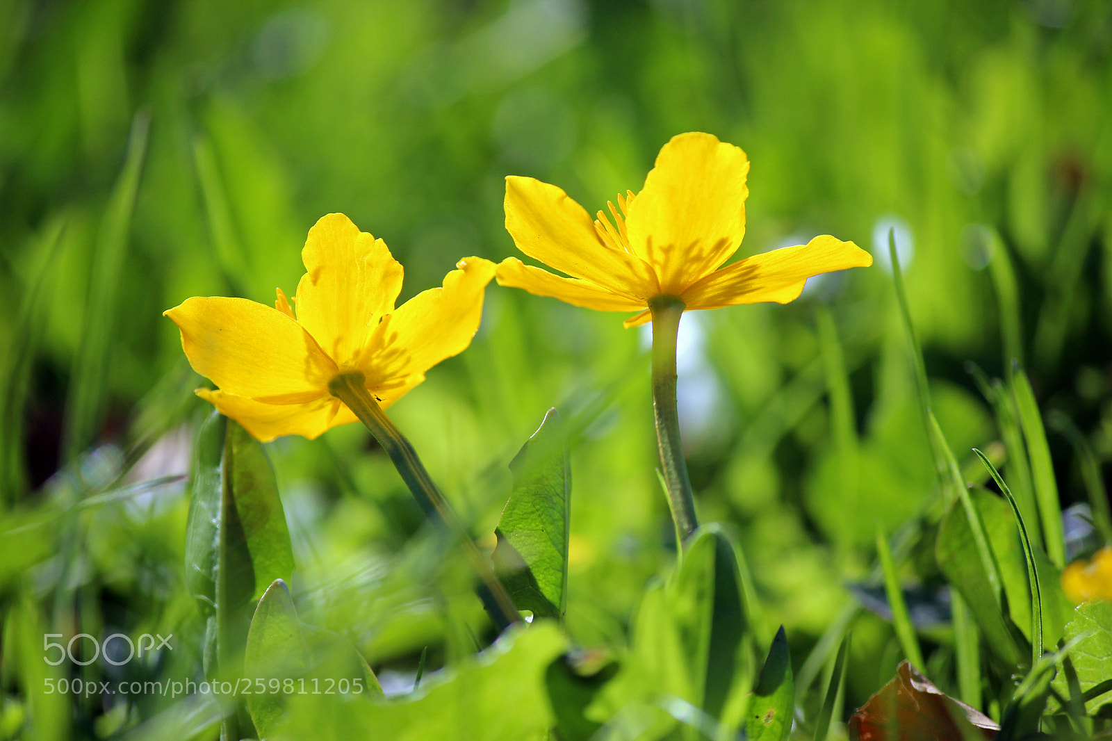 Canon EOS 600D (Rebel EOS T3i / EOS Kiss X5) sample photo. Shining to you photography