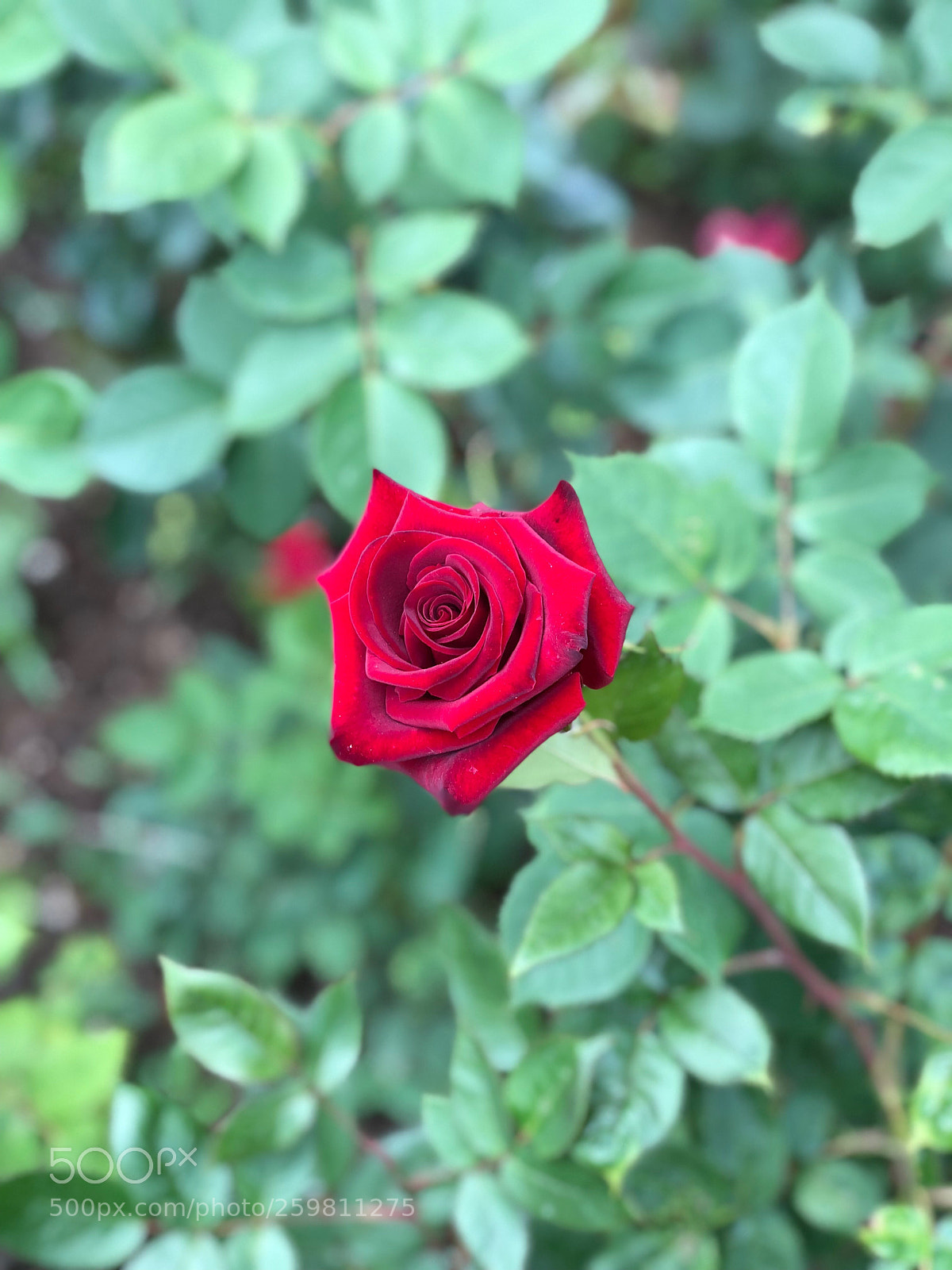 Apple iPhone X sample photo. Untitled photography