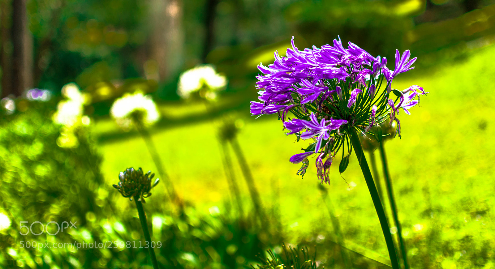 Nikon D7100 sample photo. Blooming photography