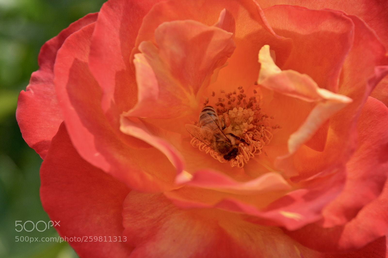 Nikon D7100 sample photo. Rose and honeybee photography