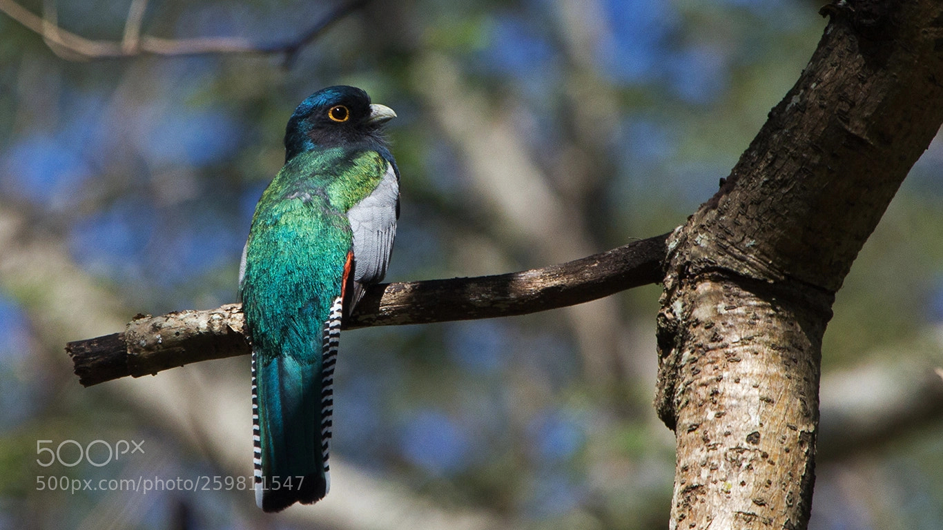 Canon EOS 60D sample photo. Blue-crowned trogon photography
