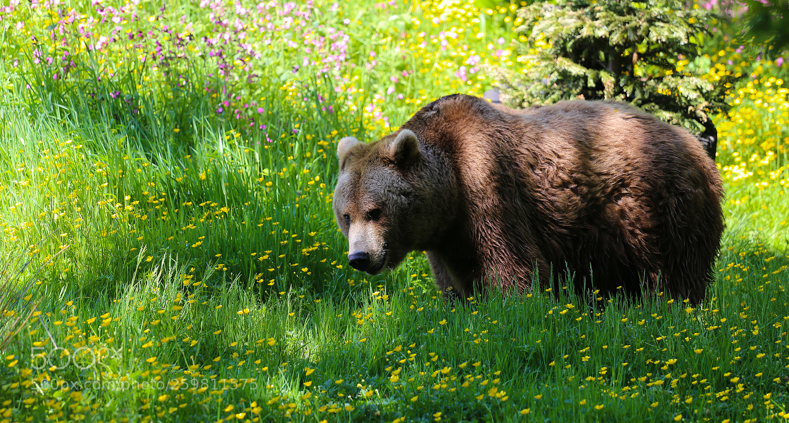 Canon EOS 6D sample photo. Dartmoor zoo bear photography