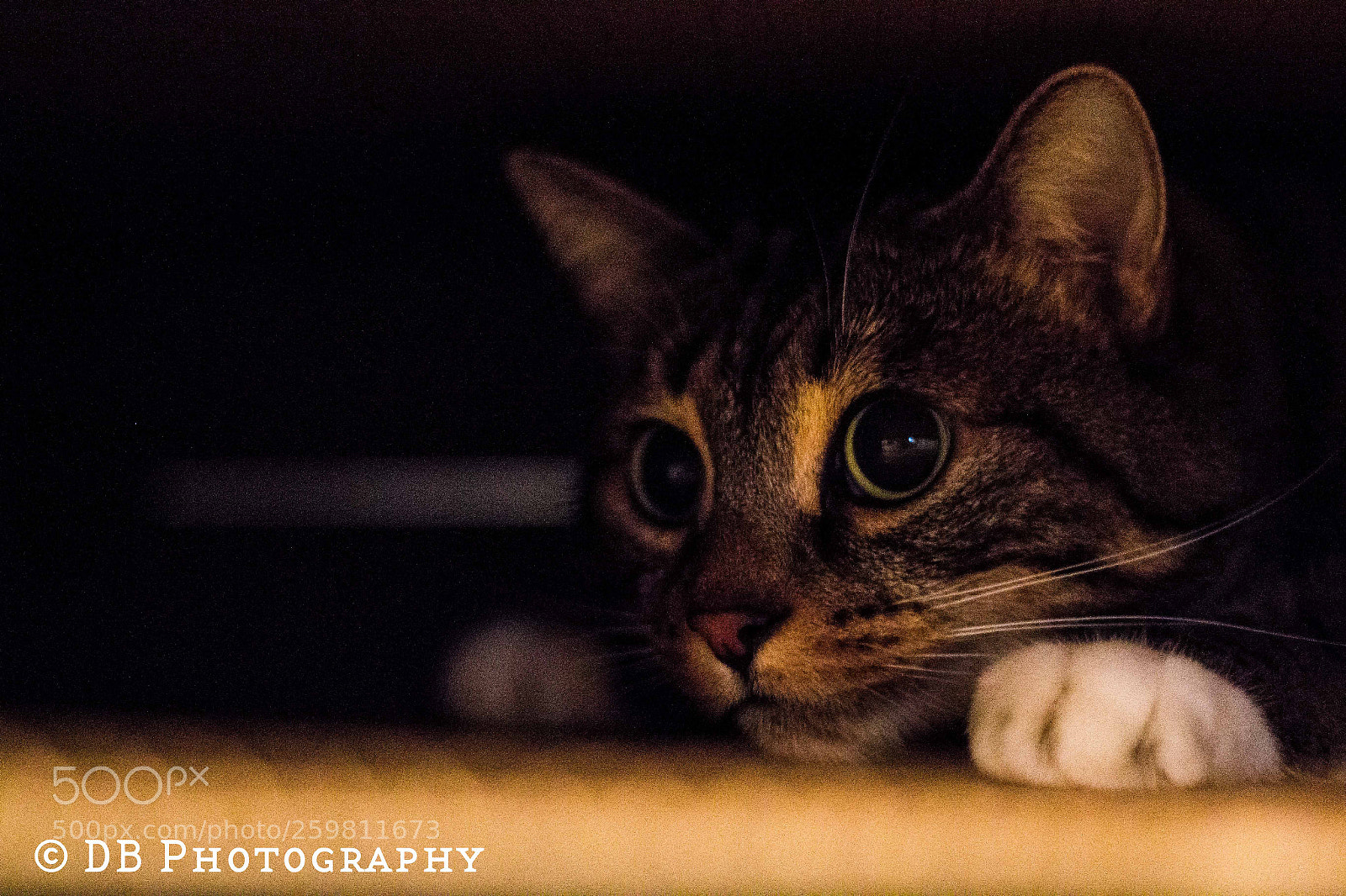 Canon EOS 70D sample photo. Sasha in a box photography