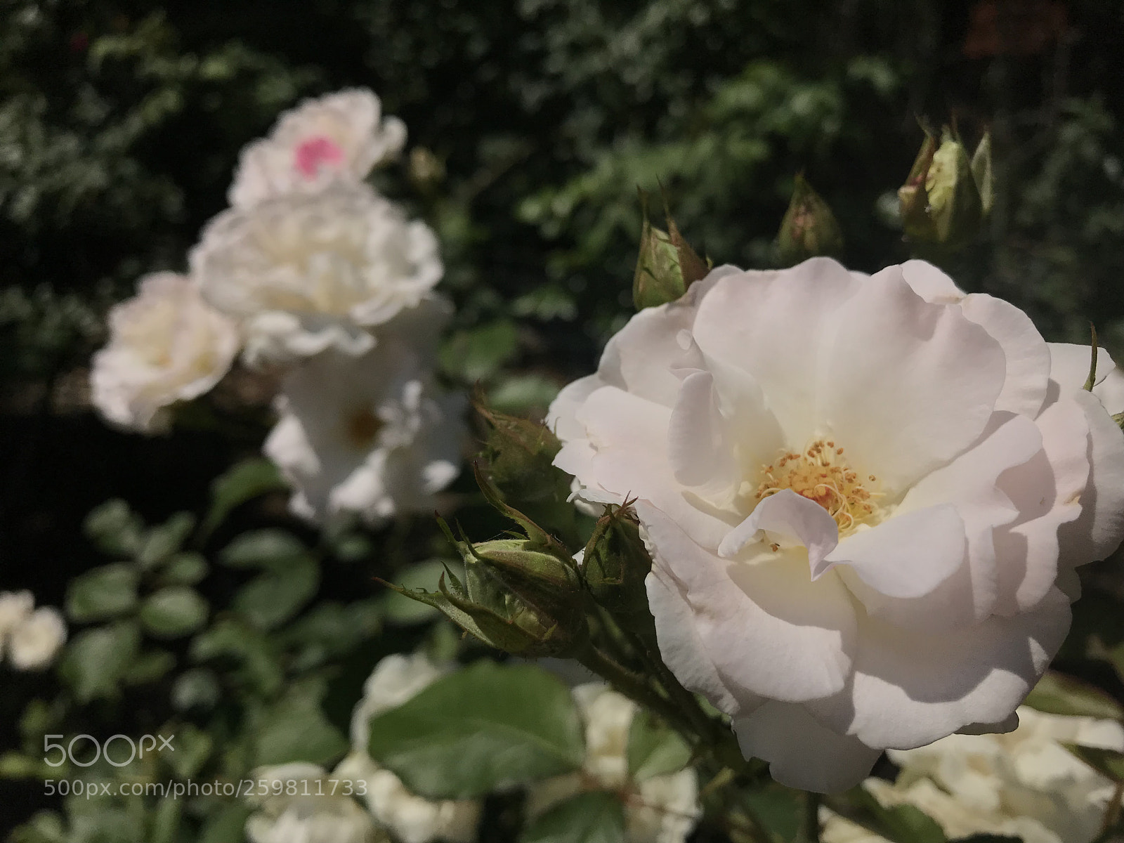 Apple iPhone 7 Plus sample photo. We will meet again photography