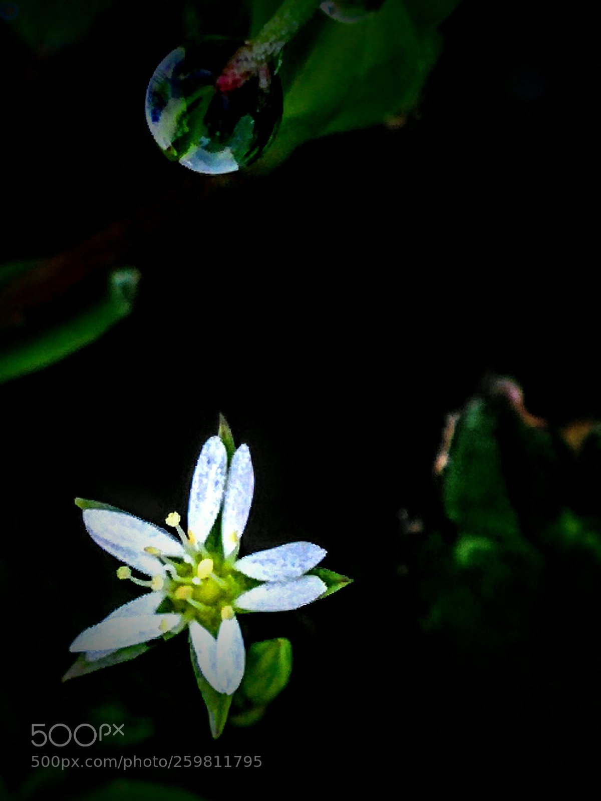 LG Nexus 5 sample photo. Stellaria vestita photography