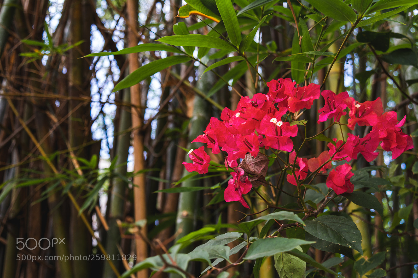 Nikon D5200 sample photo. Red flowers with bamboo photography