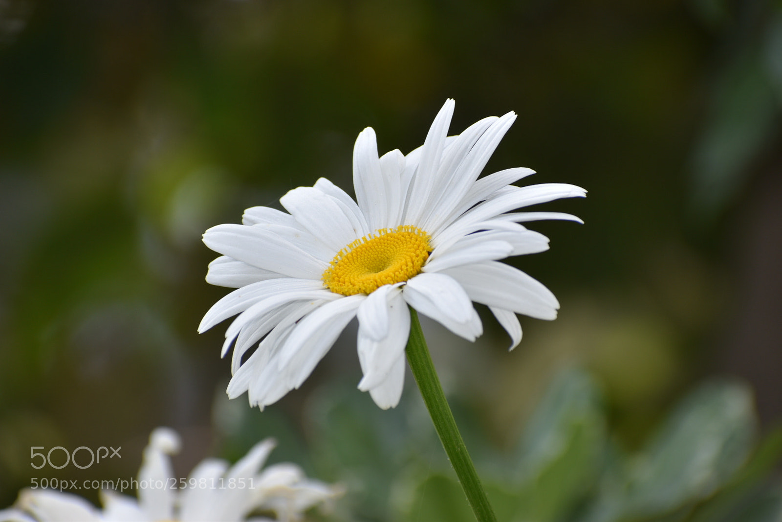 Nikon D5500 sample photo. Untitled photography