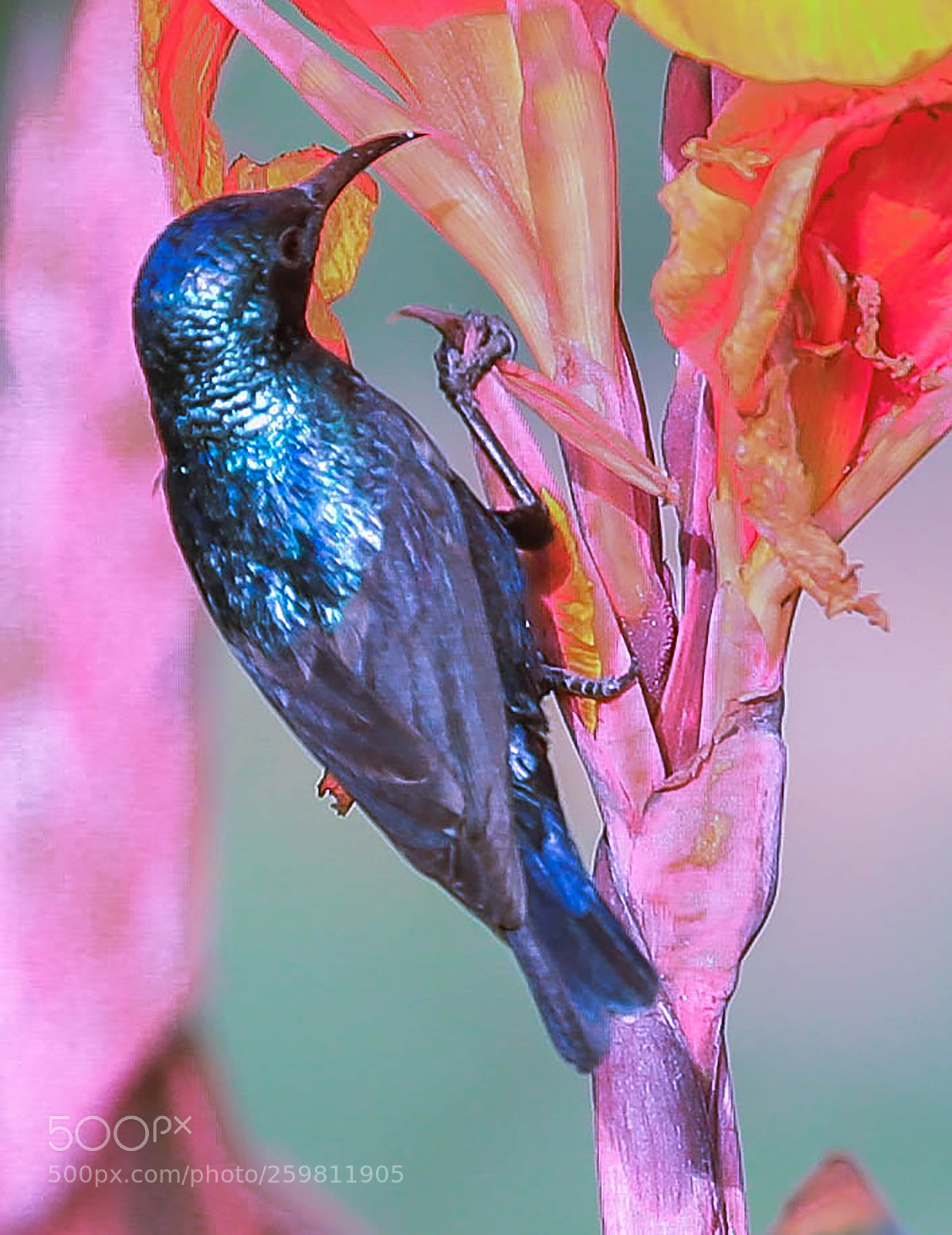 Canon EOS-1D X Mark II sample photo. Colorful nature photography