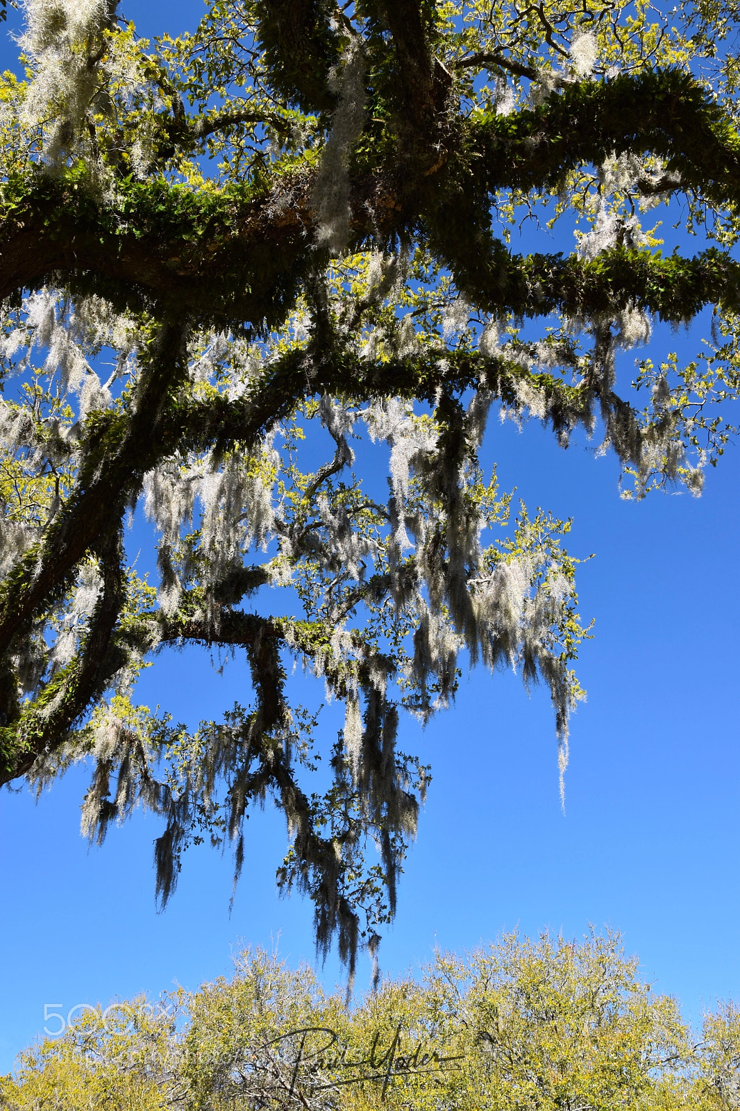 Nikon D5500 sample photo. Live oak sculpture photography