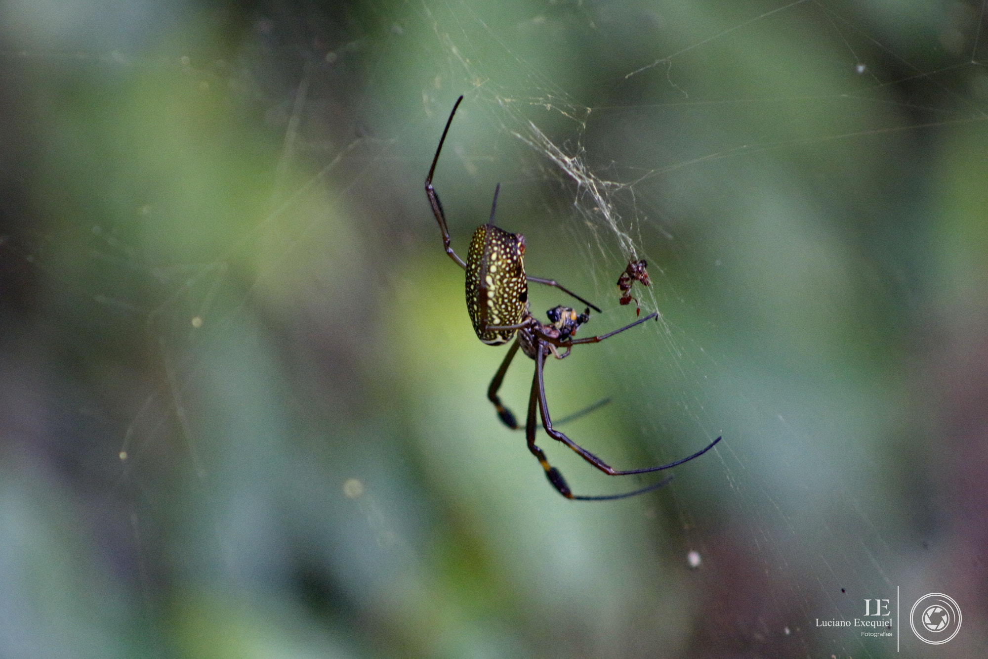 Canon EF 75-300mm f/4-5.6 sample photo. Salto paca photography