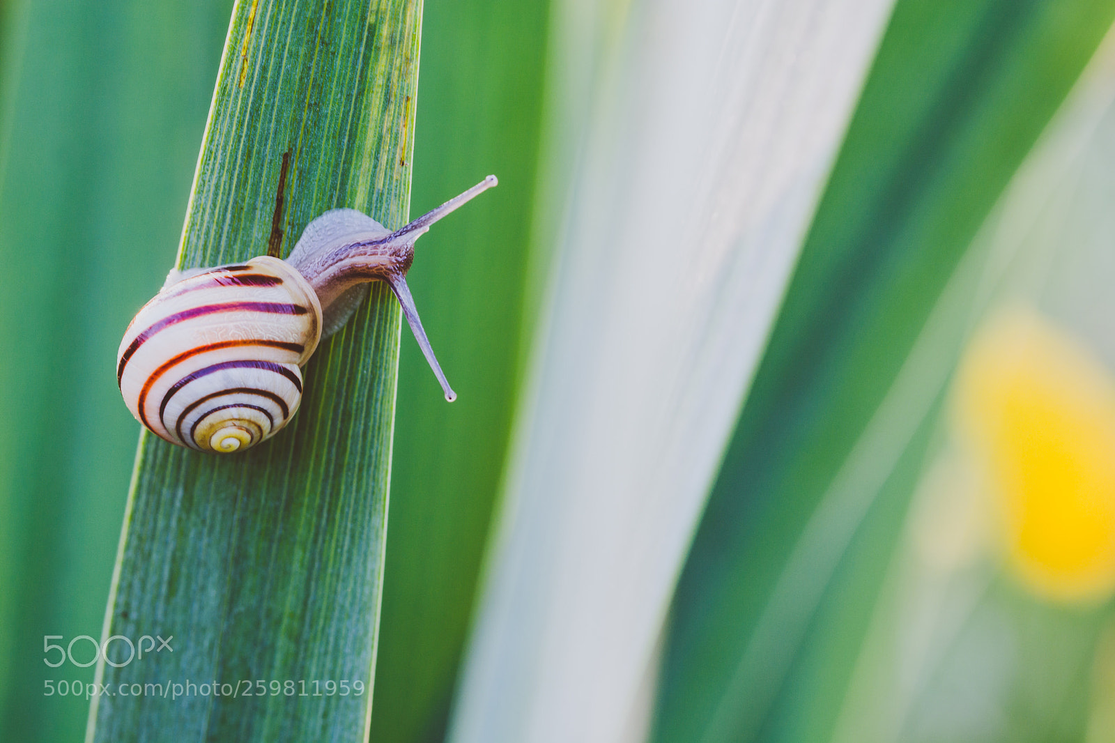 Nikon D7100 sample photo. Snail on a blade photography