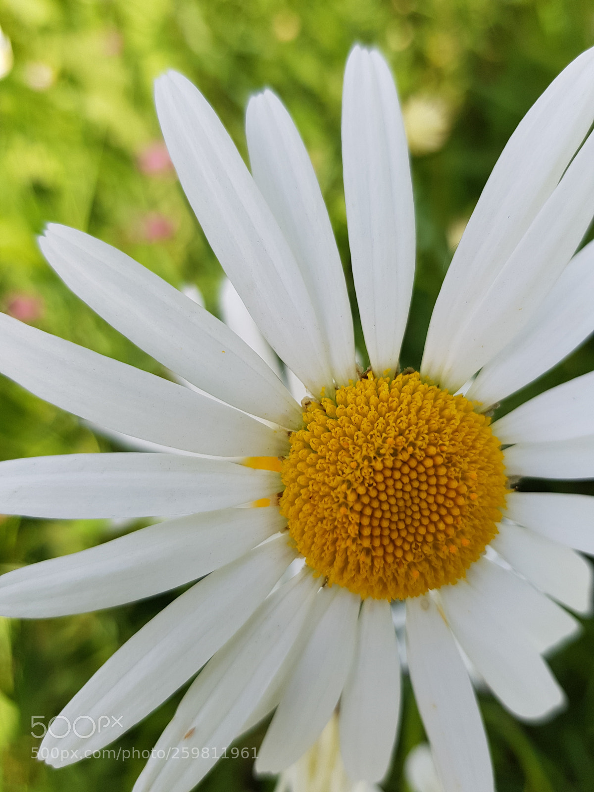Samsung Galaxy S8 sample photo. Daisy. photography