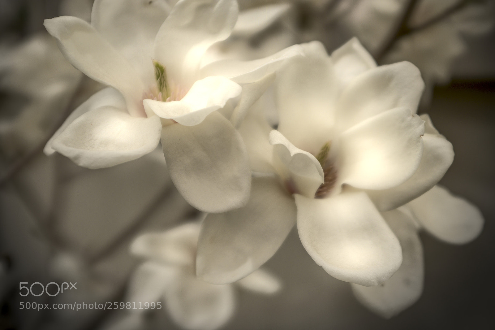 Fujifilm X100F sample photo. Magnolia photography