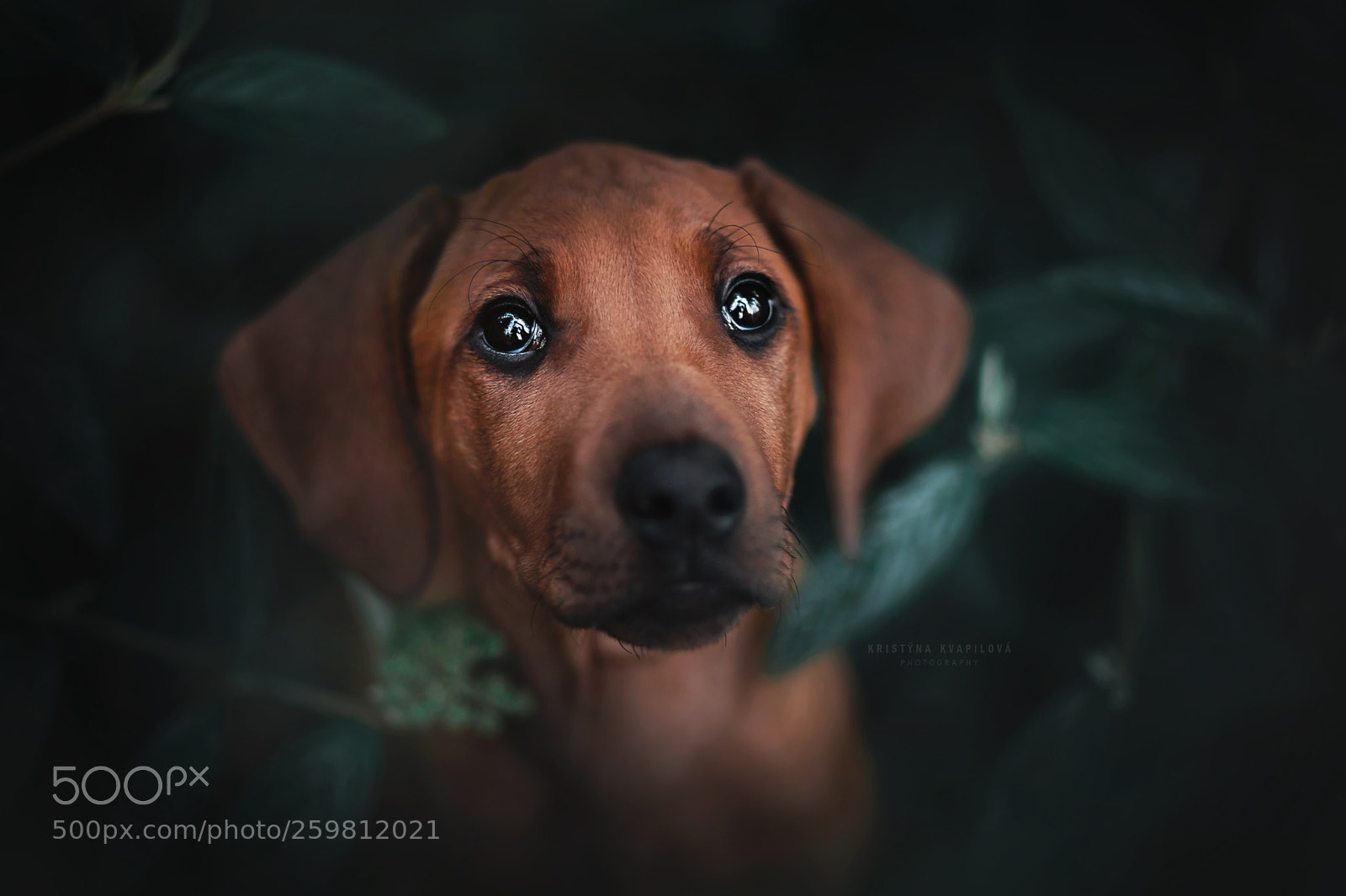 Canon EOS 5D Mark IV sample photo. In the dark photography