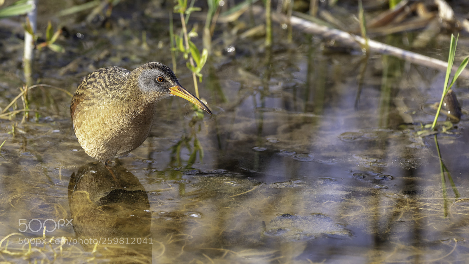 Canon EOS 5DS sample photo. Virginia rail photography
