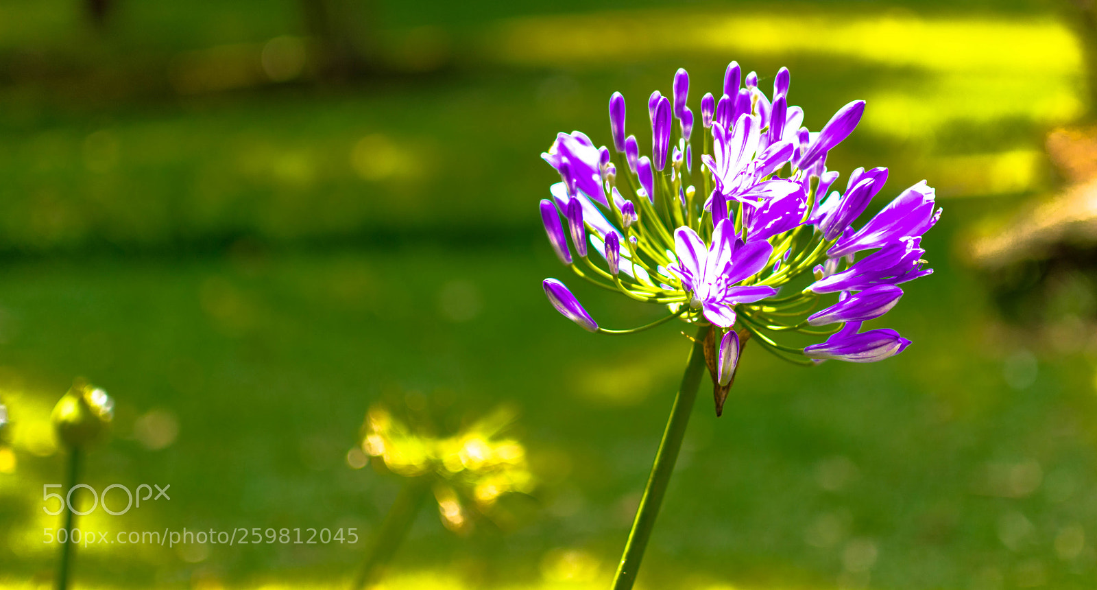 Nikon D7100 sample photo. Blossom photography