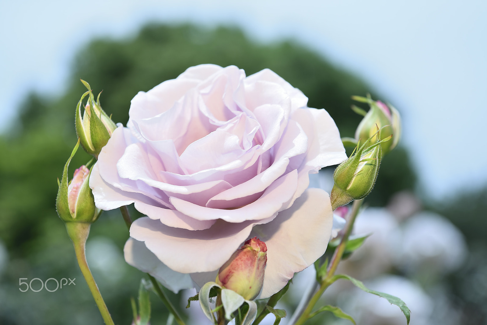 Nikon D800E sample photo. Light purple rose photography