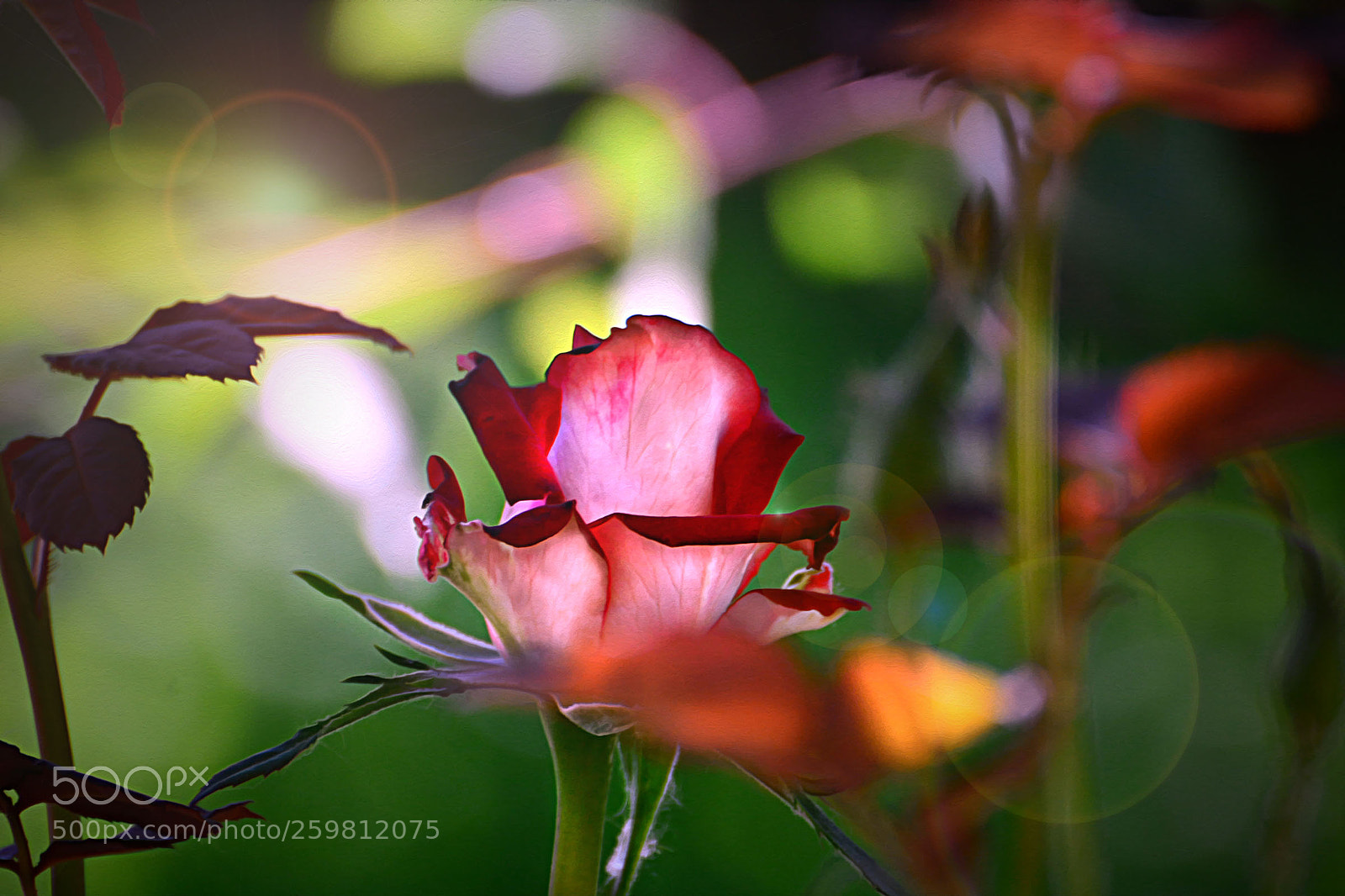 Nikon D7100 sample photo. Untitled photography