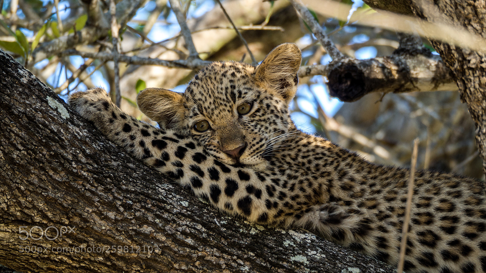 Olympus OM-D E-M10 II sample photo. Bored cub photography