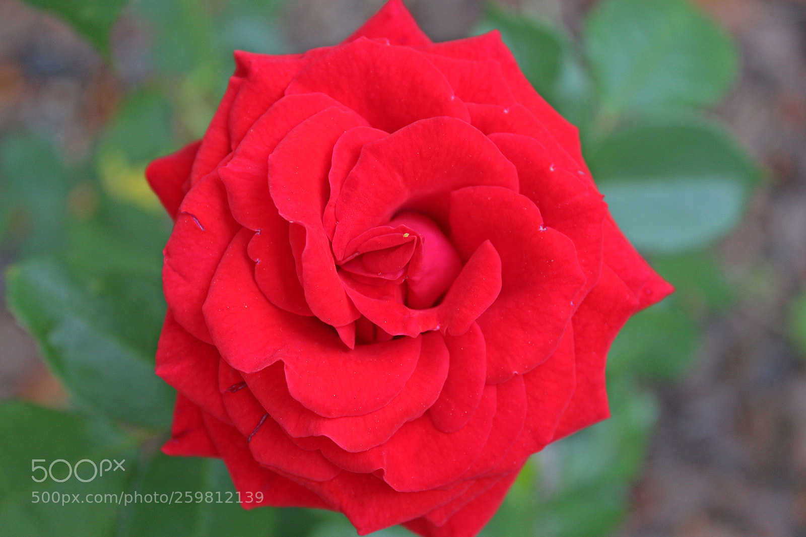 Canon EOS 650D (EOS Rebel T4i / EOS Kiss X6i) sample photo. Red rose photography