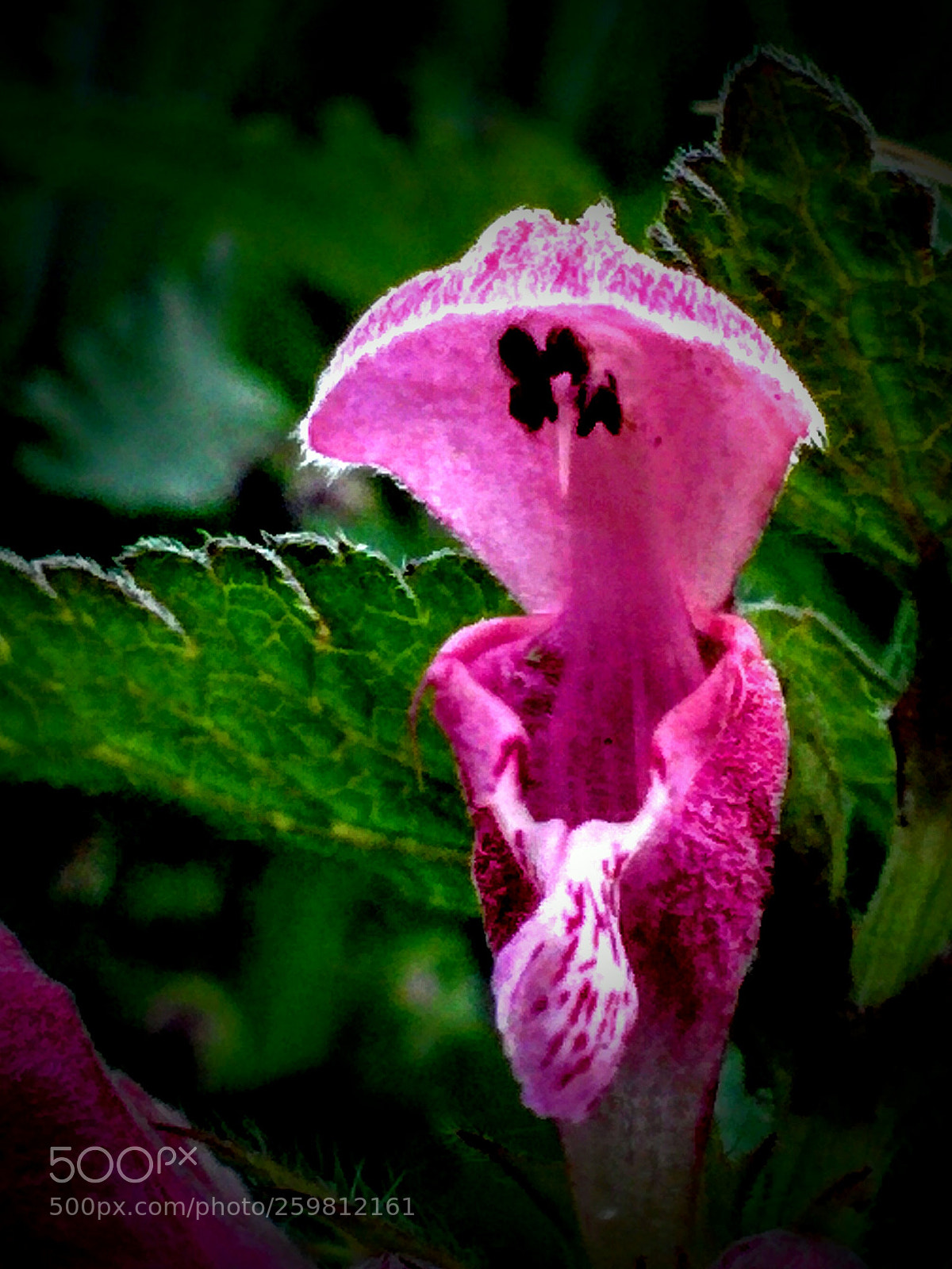 LG Nexus 5 sample photo. Lamium purpureum photography