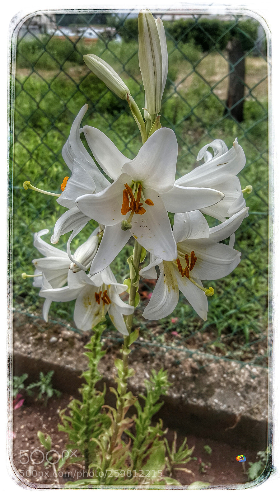 Samsung Galaxy S6 sample photo. Giglio photography