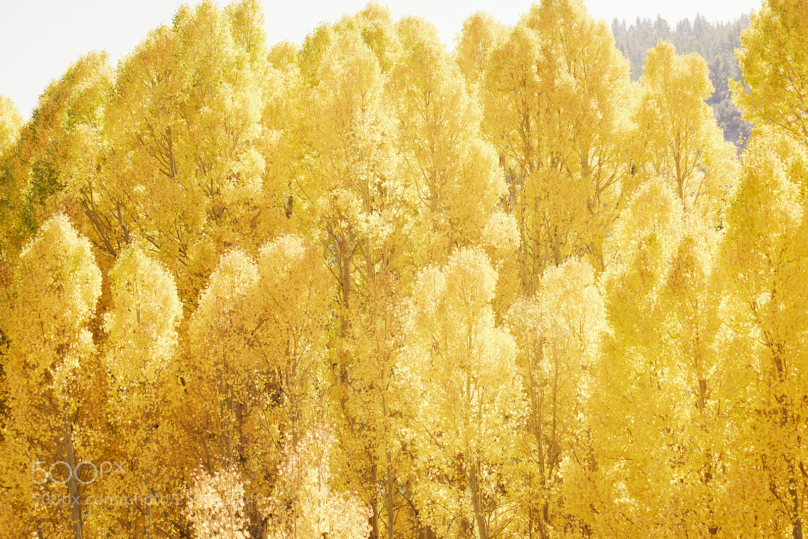 Nikon D810 sample photo. Yellow wall photography
